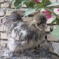 خروس ابریشمی