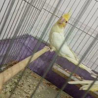 ۳ عدد عروس هلندی|پرنده|نقده, |دیوار