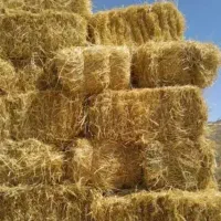 کاه گندم پرس رو گاوداری عمده استان فارس