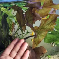 نیلوفر تایگر  ، گرین اسکات|ماهی|کرمانشاه, |دیوار