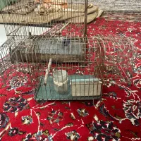 دو تا قفس یکی تله هست