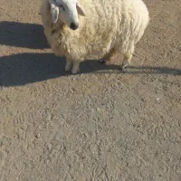 بره نر ۸-۹ماهه فاریاب|حیوانات مزرعه|فاریاب, |دیوار