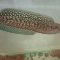 چانا کالیمایا رد