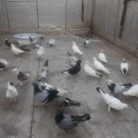 کبوتر