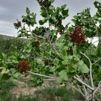 تهاتر خانه باغ پسته سنددار ، بر اتوبان ، داخل بافت|فروش خانه و ویلا|تهران, شهرک شریعتی|دیوار