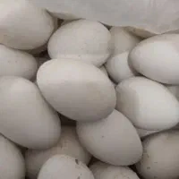 تخم غاز محلی سالم درشت تضمینی نطفه دار