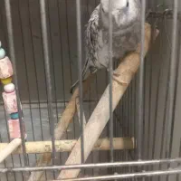 عروس هلندی مرغ عشق