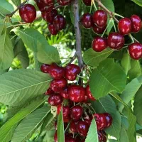 فروش نهال میوه و خشکبار لیبل‌دار|خدمات باغبانی و درختکاری|شیراز, باغ تخت|دیوار