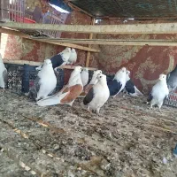 کبوتر دوکت|پرنده|نقده, |دیوار
