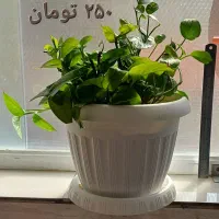 انواع گلدان‌های طبیعی سانسوریا پتوس قاشقی