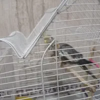 جفت عروس هلندی