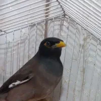 مرغ مینا نر