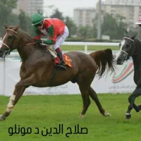 مادیان کورسی عرب دوسر وارداتی