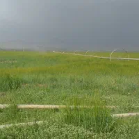 اجاره-زمین-دیمزار
