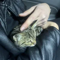 واگذاری گربه