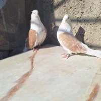 کبوتر دوکت نوک ریز|پرنده|خمینی‌شهر, |دیوار