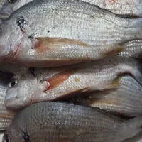 ماهی شوم (شانک)