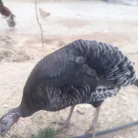 بوقلمون