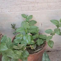 گل طبیعی یخ شاخ بزی|گل و گیاه طبیعی|مشهد, رباط طرق|دیوار