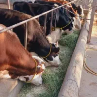 کاردرگاوداری