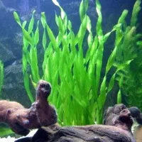 گیاه گندمی آکواریوم