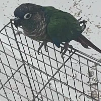 طوطی گرینچیک دستی|پرنده|اهواز, زیباشهر|دیوار