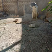 تولع سگ ۳ماهه دندان شیری