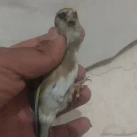 سهره ماده کرمونی جوجه قفس