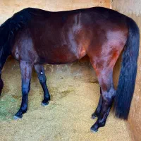 فروش مادیان دوسر خارجی