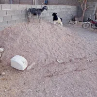 بز کهره دار قیمت مناسب