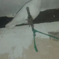 کبوتر طوق|پرنده|جوانرود, |دیوار