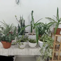 گل های آپارتمانی