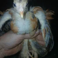 جوجه برهما لایت