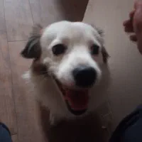 پیدا شده یه سگ کوچولو