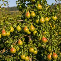 فروش نهال با بسته بندی وکیوم