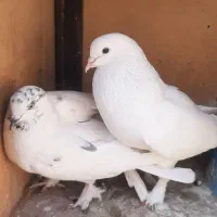 کبوتر|پرنده|محمدشهر, محمدشهر|دیوار