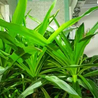 گل با گلدان|گل و گیاه طبیعی|یزد, |دیوار