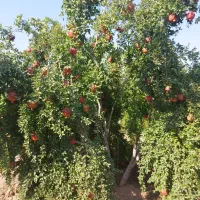 اجاره انار|اجارهٔ دفتر صنعتی، کشاورزی، تجاری|ششده و قره بلاغ, |دیوار