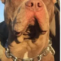 امریکن بولی ایکس ال(پیتبول سایز بزرگ)