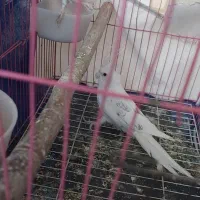 دو جفت عروس هلندی البینو ضمانتی|پرنده|بوکان, |دیوار