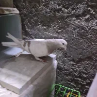 دمگیر ماده روزگاری|پرنده|برخوار, |دیوار