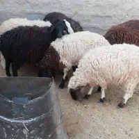 1عددبره ماده سفید