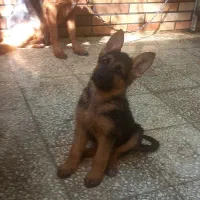 توله ۲ ماهه نر ژرمن