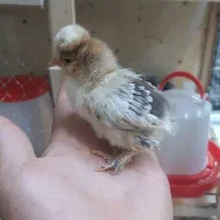 جوجه گلپایگان سلطان لهستانی گوشتی