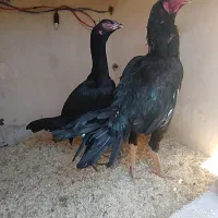 مرغ و خروس لاری