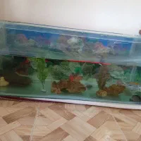 آکواریوم . ماهی . پمپ آب ماسه