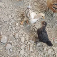 مرغ باجوجه هاش