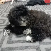 سگ شتیزوقیمت3تومن|سگ|آبادان, |دیوار