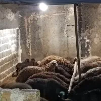 میش وبره چاق کشتاری گوسفندباقصاب