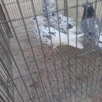 دم سفید|پرنده|مسجد سلیمان, |دیوار